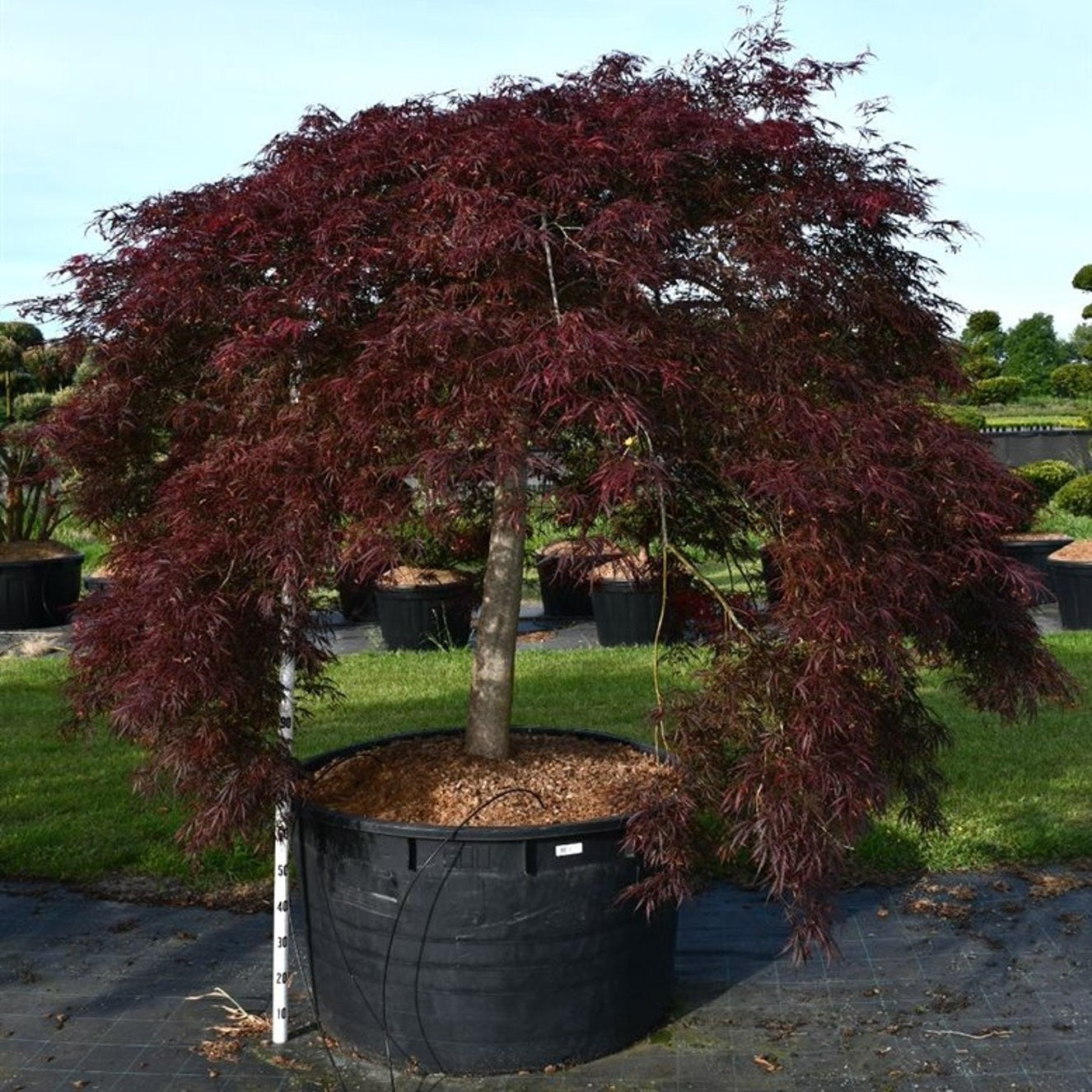 Japansk lönn – Acer palmatum 'Inaba-shidare' - C600 120 cm. Stam